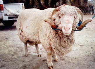 Carnero de raza pura merino