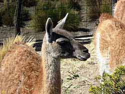 Guanaco