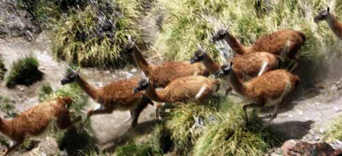 Guanacos Corriendo