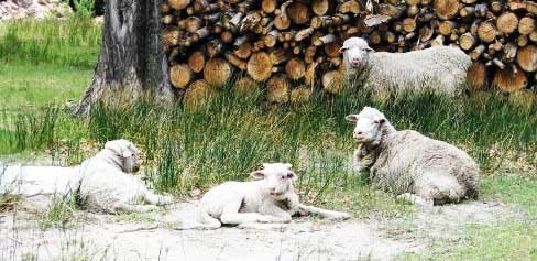 Ovejas descansando