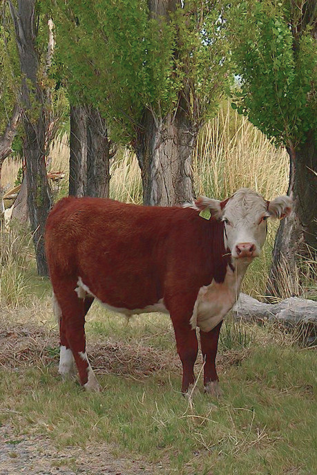Vaca Hereford